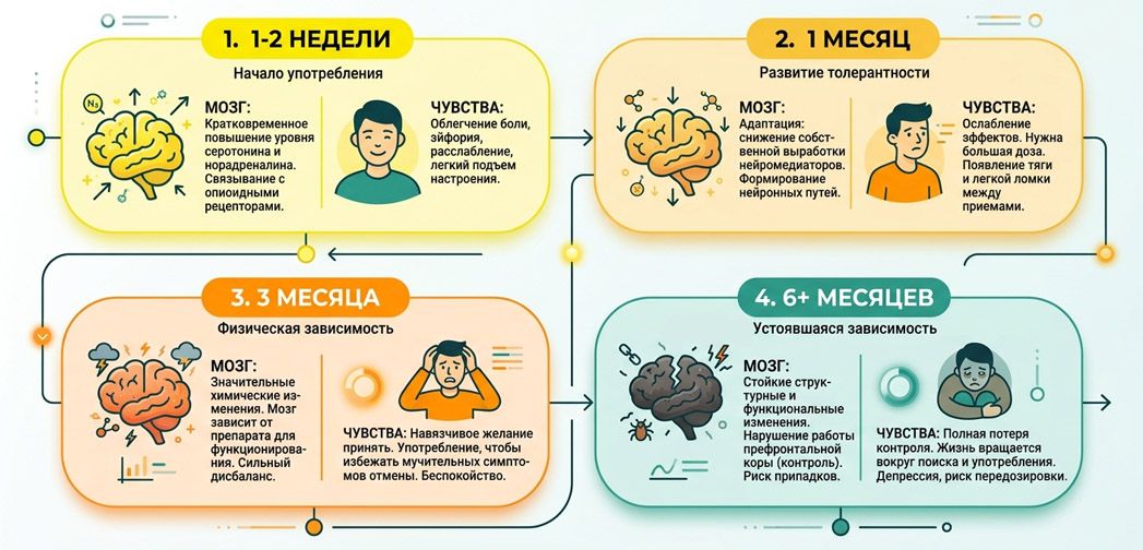 Минималистичная инфографика 4 этапов (от 1 недели до 6 месяцев) с изменениями в работе мозга и самочувствии человека